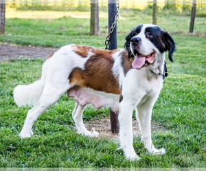 Mother of the Saint Bernard puppies born on 07/10/2026