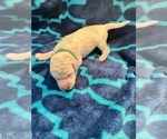 Small Photo #9 Poodle (Standard) Puppy For Sale in LEXINGTON, SC, USA