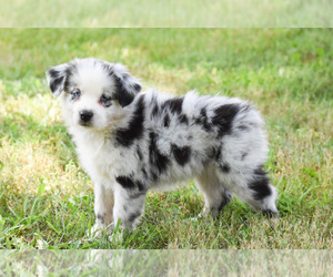 Australian Shepherd Puppy for sale in EASTON, MO, USA