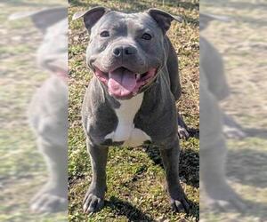 Mutt Dogs for adoption in Akron, OH, USA