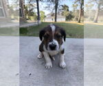 Small Labrador Retriever Mix