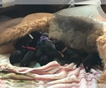 Small Photo #1 Airedale Terrier Puppy For Sale in CROSSVILLE, TN, USA