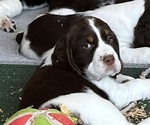 Small #11 English Springer Spaniel