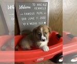 Small Photo #32 Welsh Cardigan Corgi Puppy For Sale in SUN PRAIRIE, WI, USA