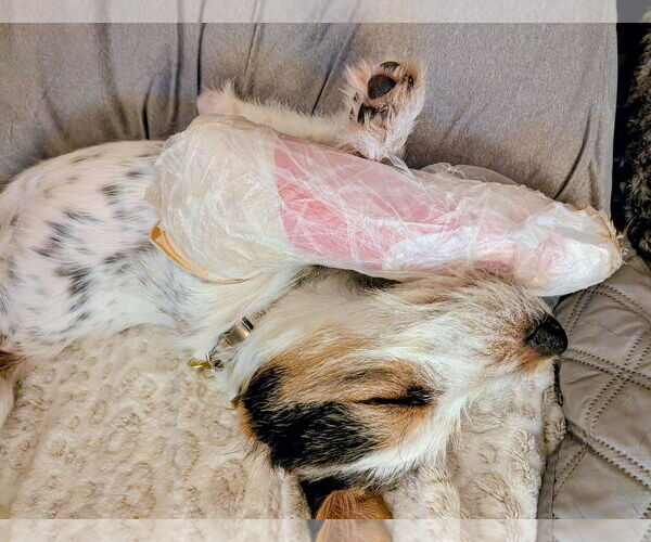 Medium Photo #4 Mutt Puppy For Sale in Sandy, UT, USA