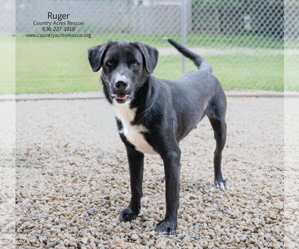 Medium Photo #5 Retriever -Unknown Mix Puppy For Sale in Manchester, MO, USA