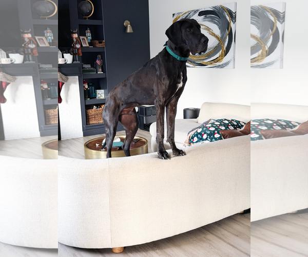 Medium Photo #8 Great Dane Puppy For Sale in Sandy, UT, USA