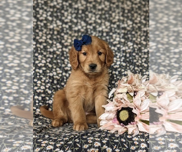 Medium Photo #7 Golden Retriever Puppy For Sale in KIRKWOOD, PA, USA