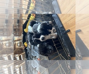 Newfoundland Puppy for Sale in HARPER WOODS, Michigan USA
