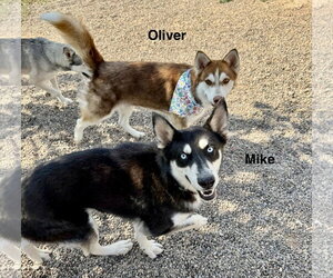 Mike - Male Siberian Husky Dog for Adoption - Photo #5