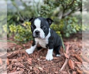 Boston Terrier Puppy for sale in WASHBURN, MO, USA