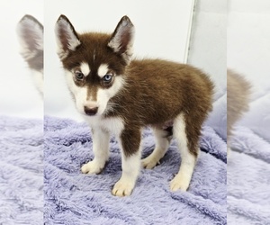 Siberian Husky Puppy for sale in SANDY HOOK, KY, USA