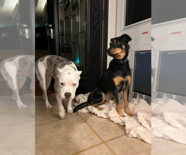 Medium Photo #4 Rotterman Puppy For Sale in New York, NY, USA