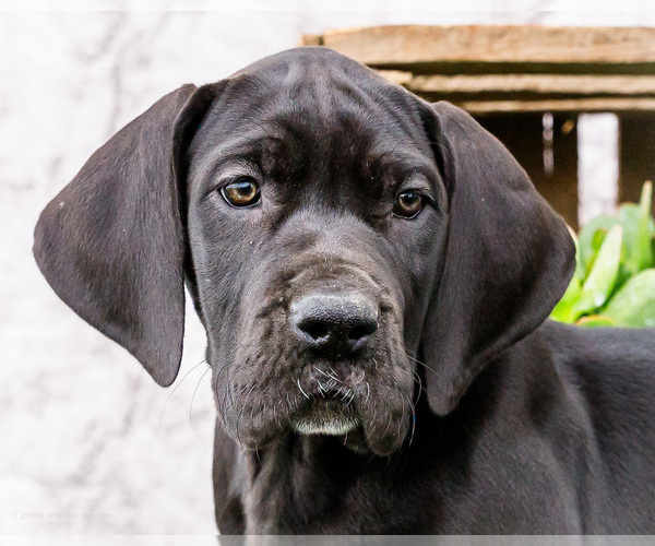 Medium Photo #3 Great Dane Puppy For Sale in WAKARUSA, IN, USA