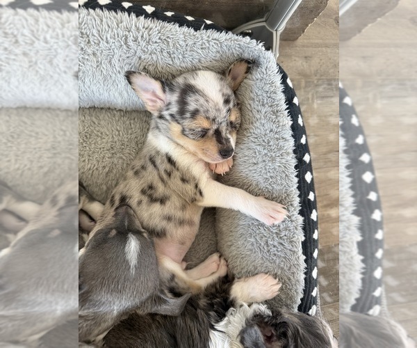 Medium Photo #3 Chihuahua Puppy For Sale in MARCUS, IA, USA