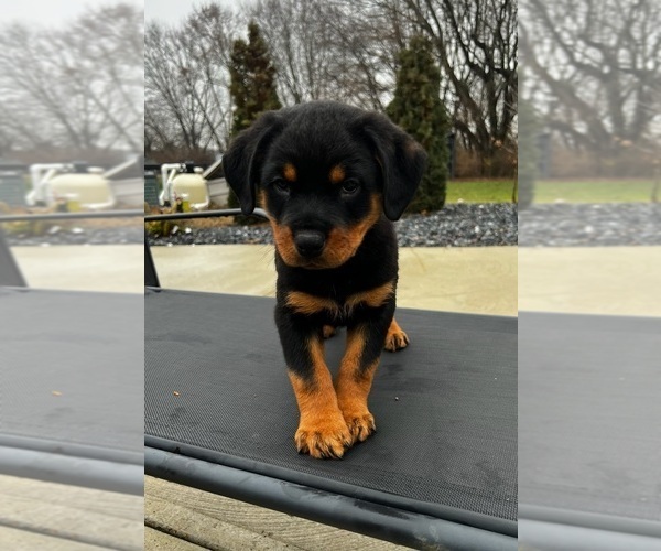 Medium Photo #1 Rottweiler Puppy For Sale in GREENWOOD, IN, USA