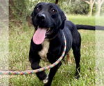 Small Labrador Retriever Mix