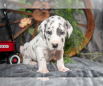 Small Photo #3 Great Dane Puppy For Sale in SHELBY, OH, USA
