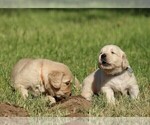 Small Photo #12 Golden Retriever Puppy For Sale in CLOVIS, CA, USA