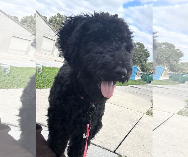 Medium Photo #3 Mutt Puppy For Sale in Sanford, FL, USA