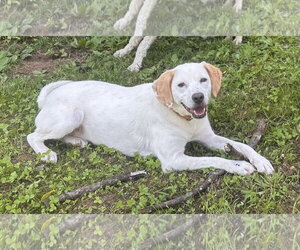Labbe Dogs for adoption in Monterey, VA, USA