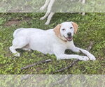 Diamond - Sponsored! - Female Labbe Dog for Adoption - Small photo
