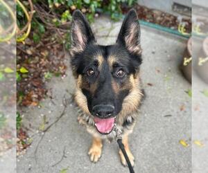 German Shepherd Dog Dogs for adoption in Santa Rosa, CA, USA