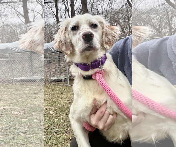 Medium Photo #1 English Setter-Unknown Mix Puppy For Sale in Clarkston, MI, USA