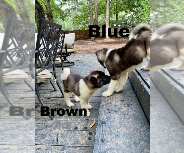 Medium Photo #30 Akita Puppy For Sale in MCDONOUGH, GA, USA