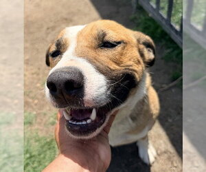 Mutt Dogs for adoption in Riverside, CA, USA