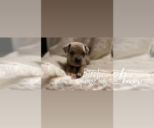 Medium Photo #1 Boxer-Unknown Mix Puppy For Sale in Holly Springs, NC, USA