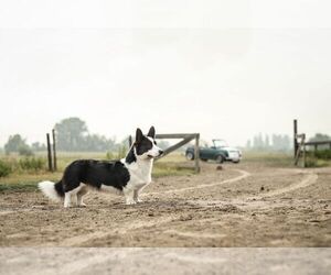 Father of the Cardigan Welsh Corgi puppies born on 05/24/2022