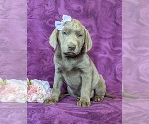 Labrador Retriever Puppy for sale in NEW FREEDOM, PA, USA