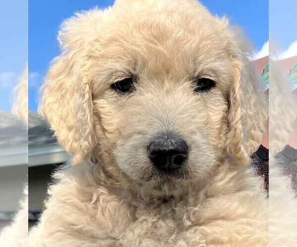 Medium Photo #1 Goldendoodle Puppy For Sale in ODESSA, FL, USA