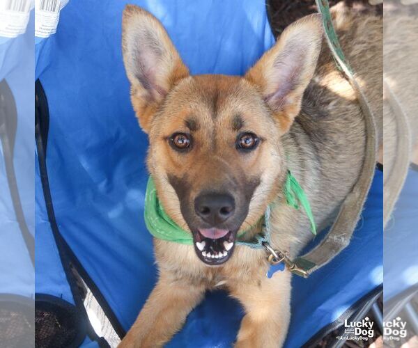 Medium Photo #4 German Shepherd Dog-Unknown Mix Puppy For Sale in Washington, DC, USA