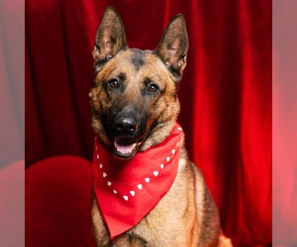 Medium Photo #2 Mutt Puppy For Sale in Camarillo, CA, USA