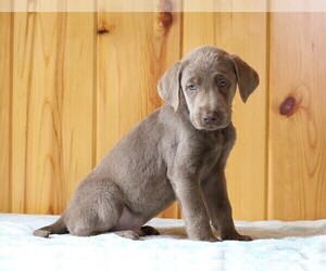 Labrador Retriever Puppy for sale in FREDERICKSBG, OH, USA