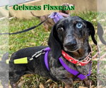 Small #9 Dachshund