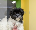 Small #1 ShihPoo