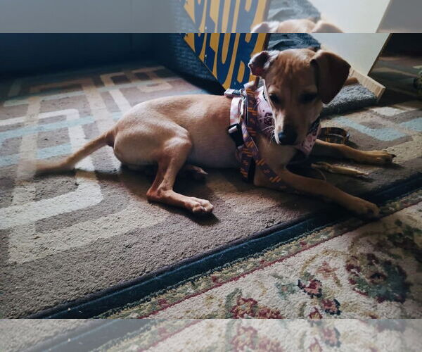 Medium Photo #9 Jack Russell Terrier-Labrador Retriever Mix Puppy For Sale in Princeton, MN, USA