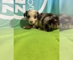 Puppy Cowboy Miniature Australian Shepherd