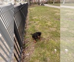 Small #3 Rottweiler