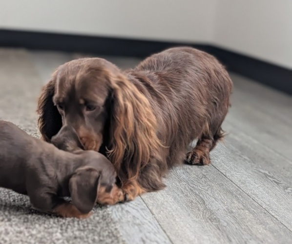Medium Photo #4 Dachshund Puppy For Sale in GOSHEN, IN, USA