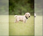 Puppy Reserved Labrador Retriever