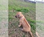 Small Photo #3 Rhodesian Ridgeback Puppy For Sale in MONTGOMERY CITY, MO, USA