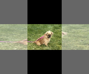 Mother of the Brussels Griffon puppies born on 06/15/2025