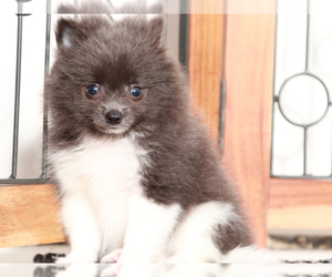 Pomeranian Puppy for sale in NAPLES, FL, USA
