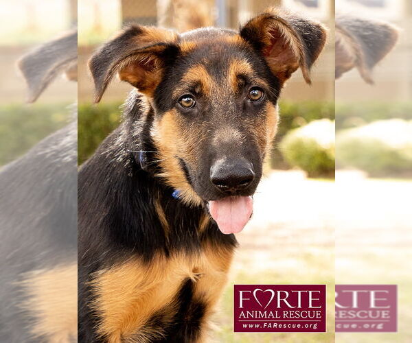 Medium Photo #1 German Shepherd Dog-Unknown Mix Puppy For Sale in Marina del Rey, CA, USA