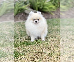 Father of the Pomeranian puppies born on 11/01/2021