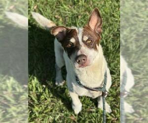 Beagle Dogs for adoption in Fort Lauderdale, FL, USA